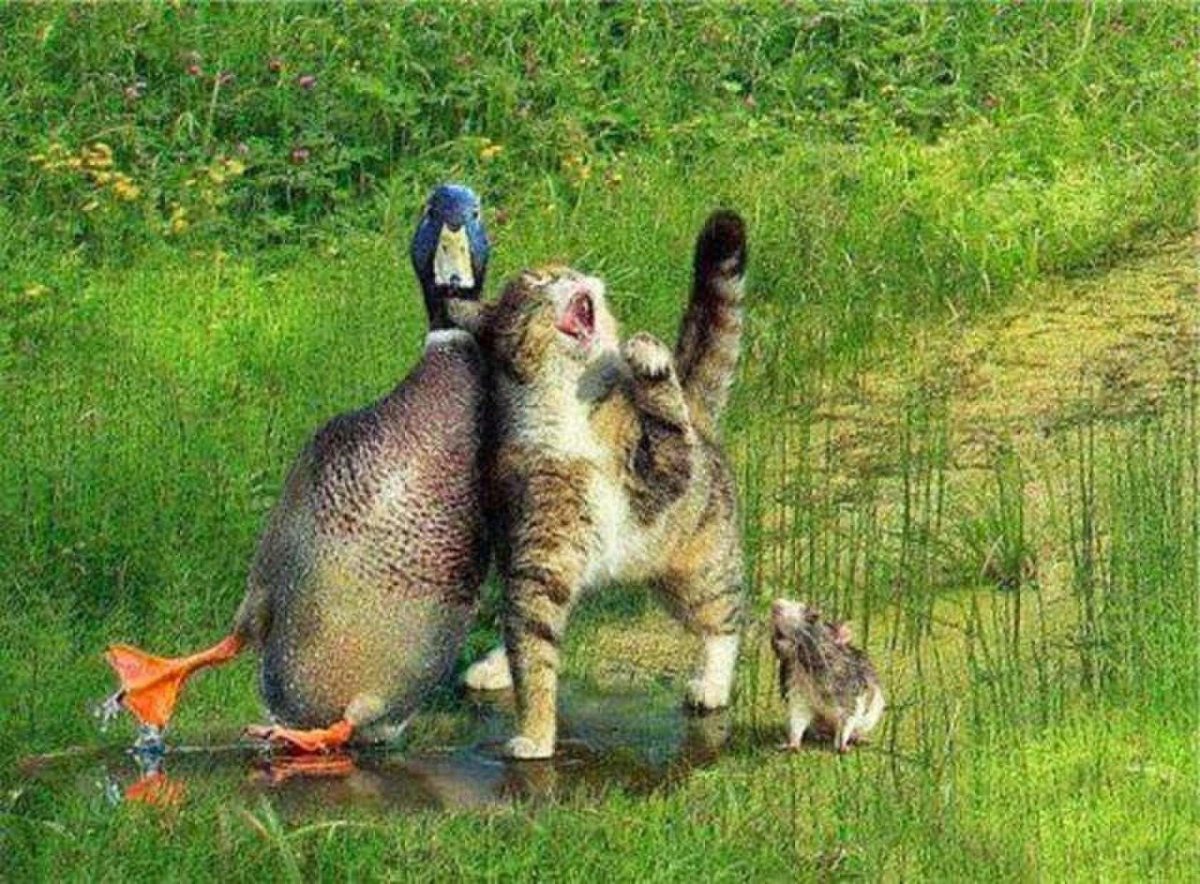 Кот и утка