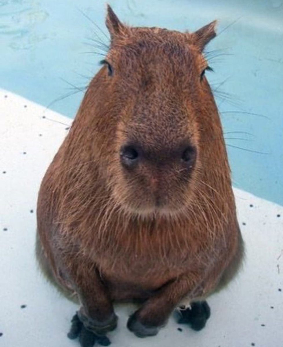 Бобры строение