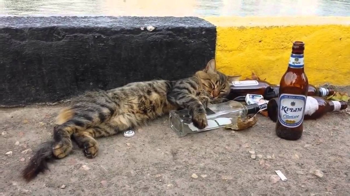 Пьяная кошка