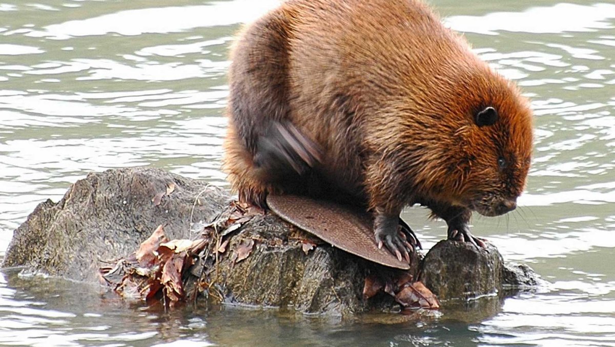 7 Апреля - Международный день бобра (International beaver Day)