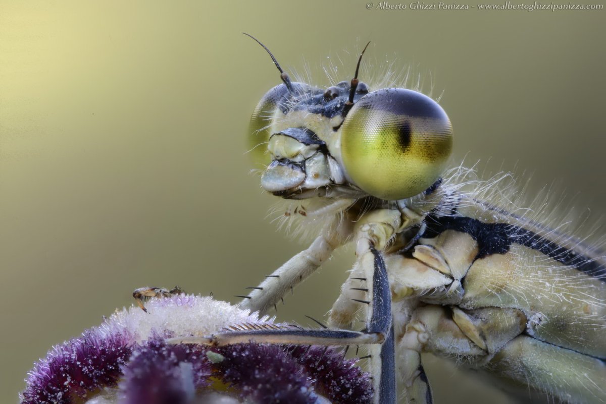 Две Стрекозы Альберто Гицци Паницца