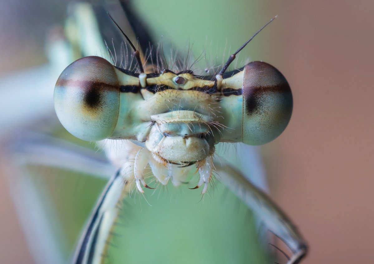 Маленькая Стрекоза