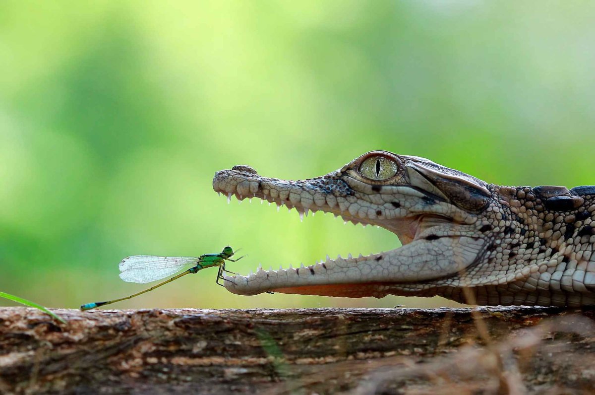 Комар Евгений