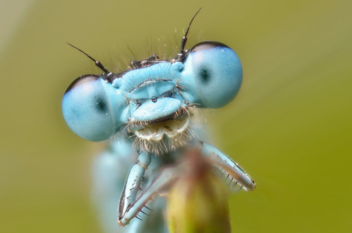 Смешной змей