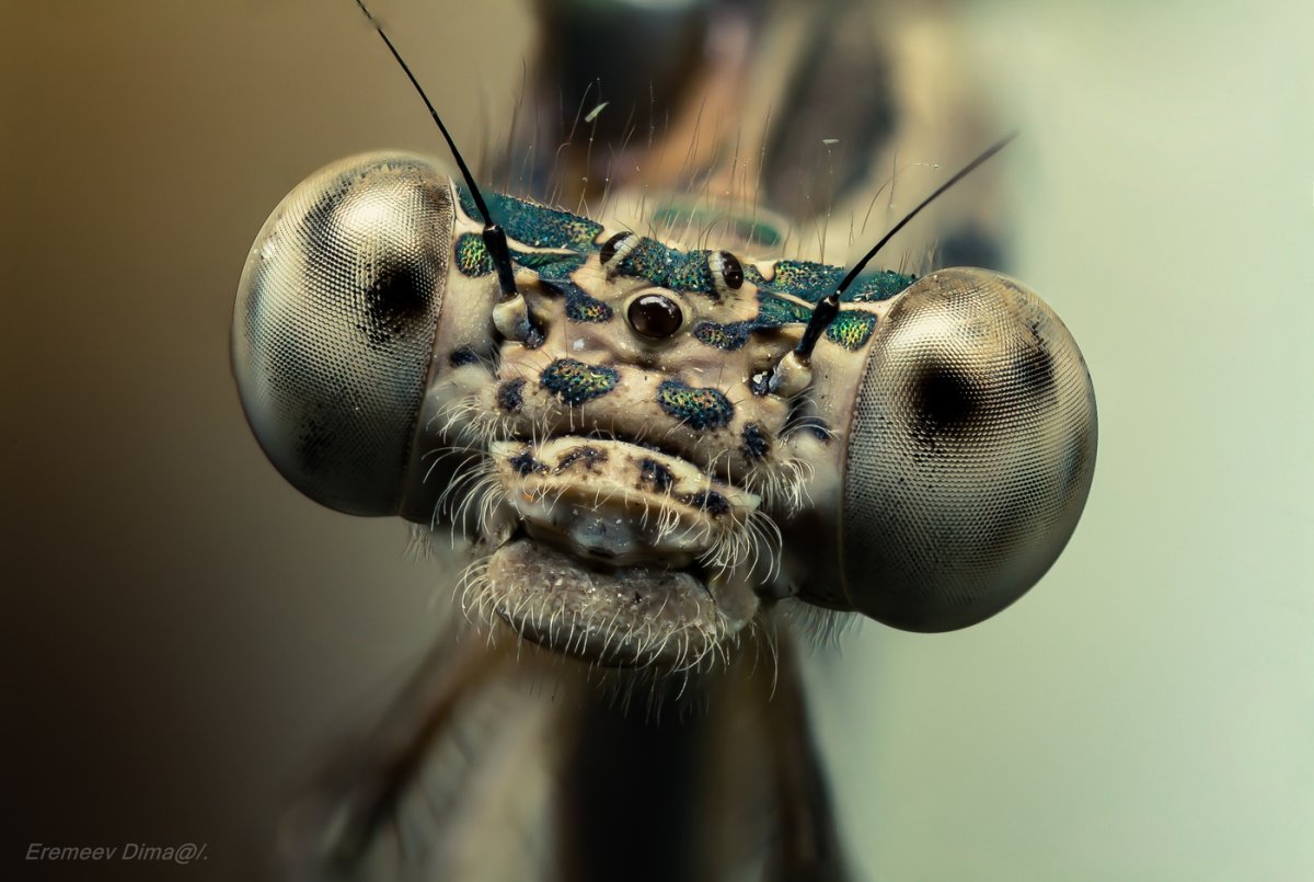 Голова Стрекозы