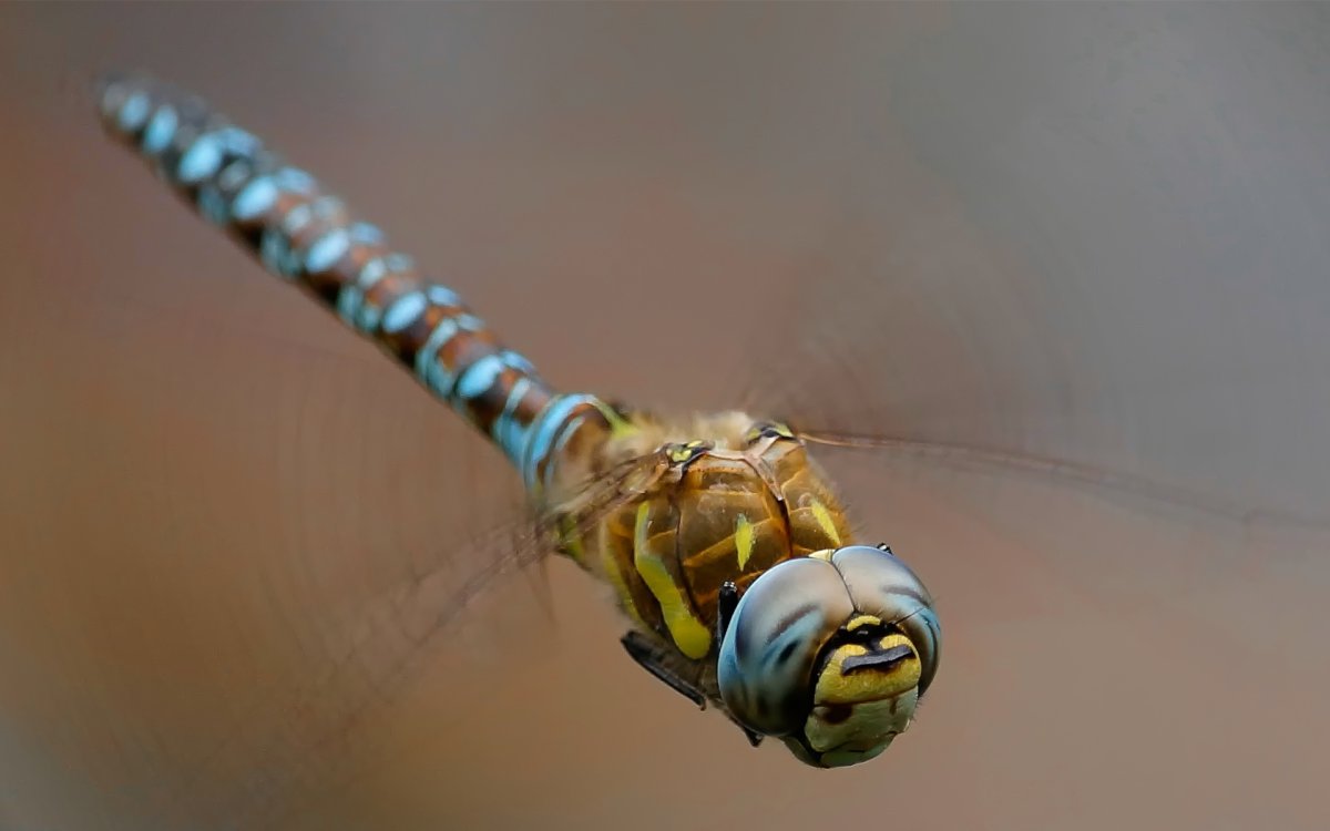 Хоботок слепня под микроскопом