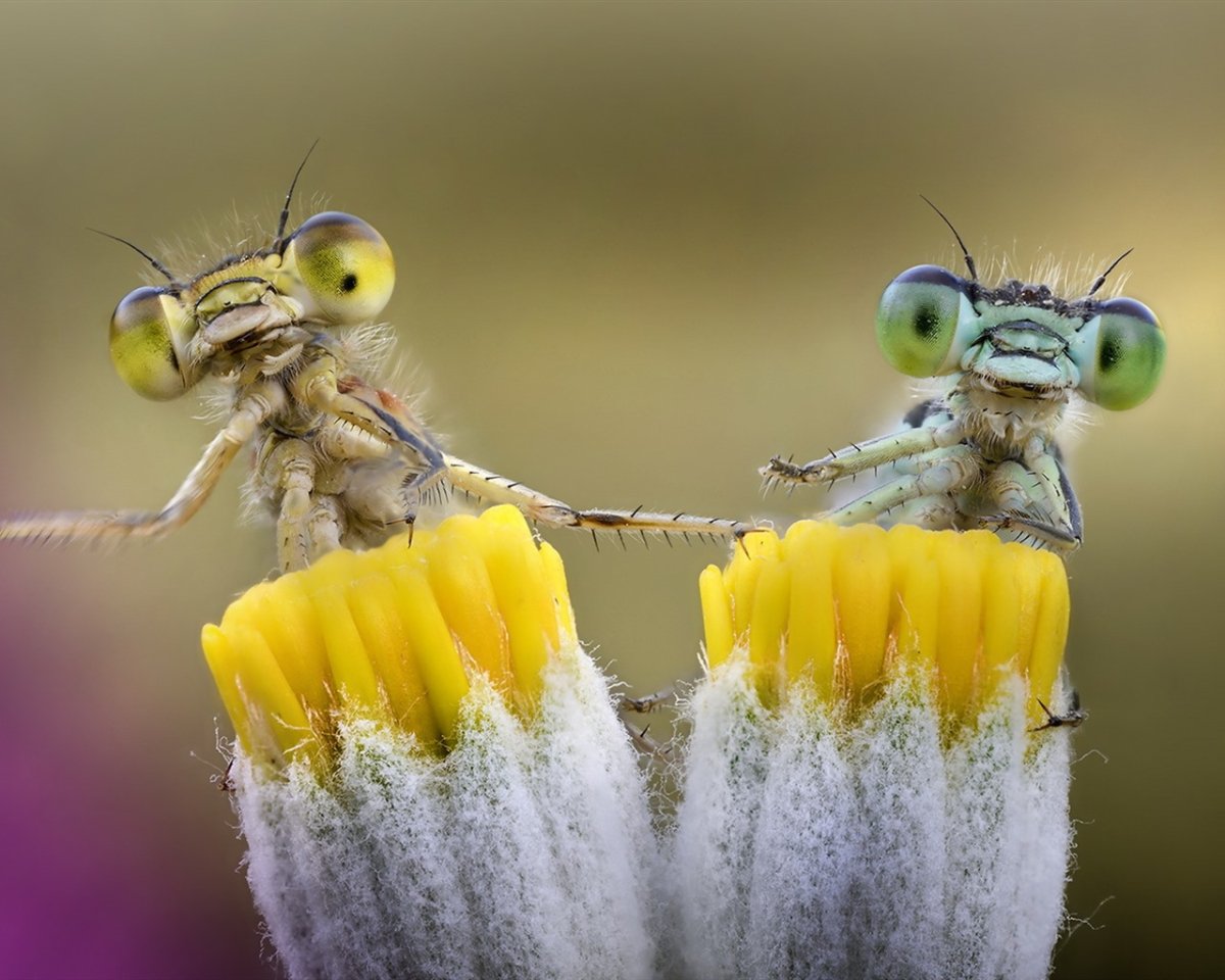 Стрекоза и Шершень