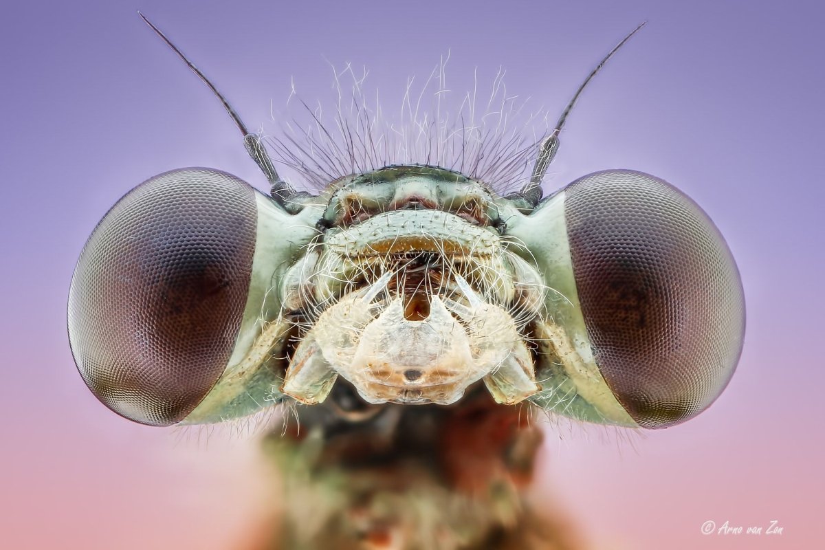 Стрекоза золотистая