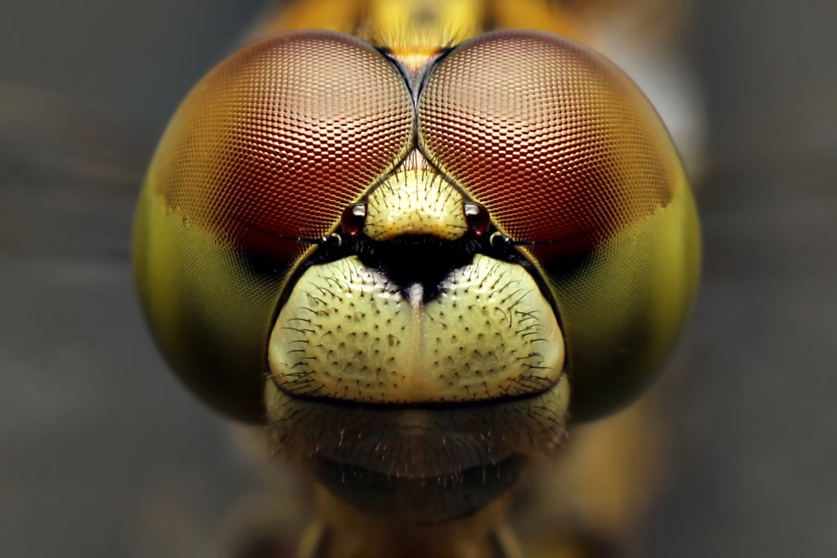 Стрекозы Odonata строение