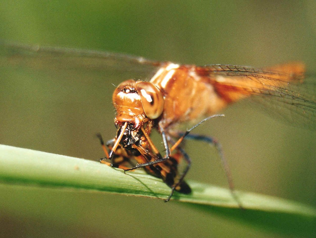 Макрофото насекомых