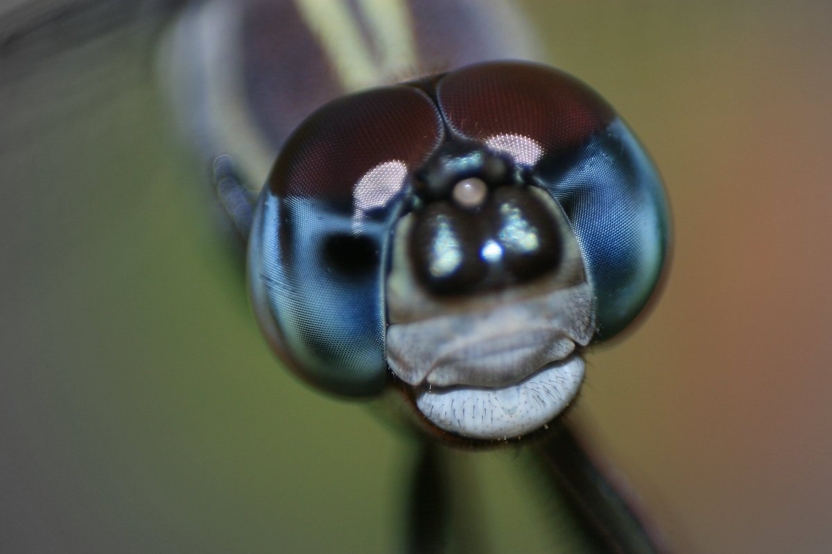 Усики муравья