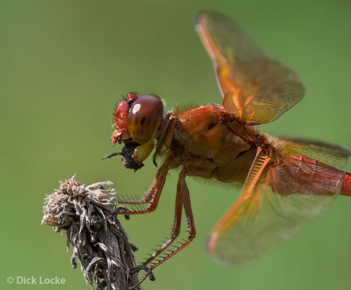 Коричневое насекомое
