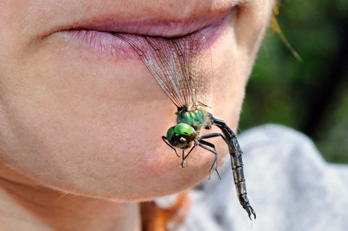 Насекомые макро