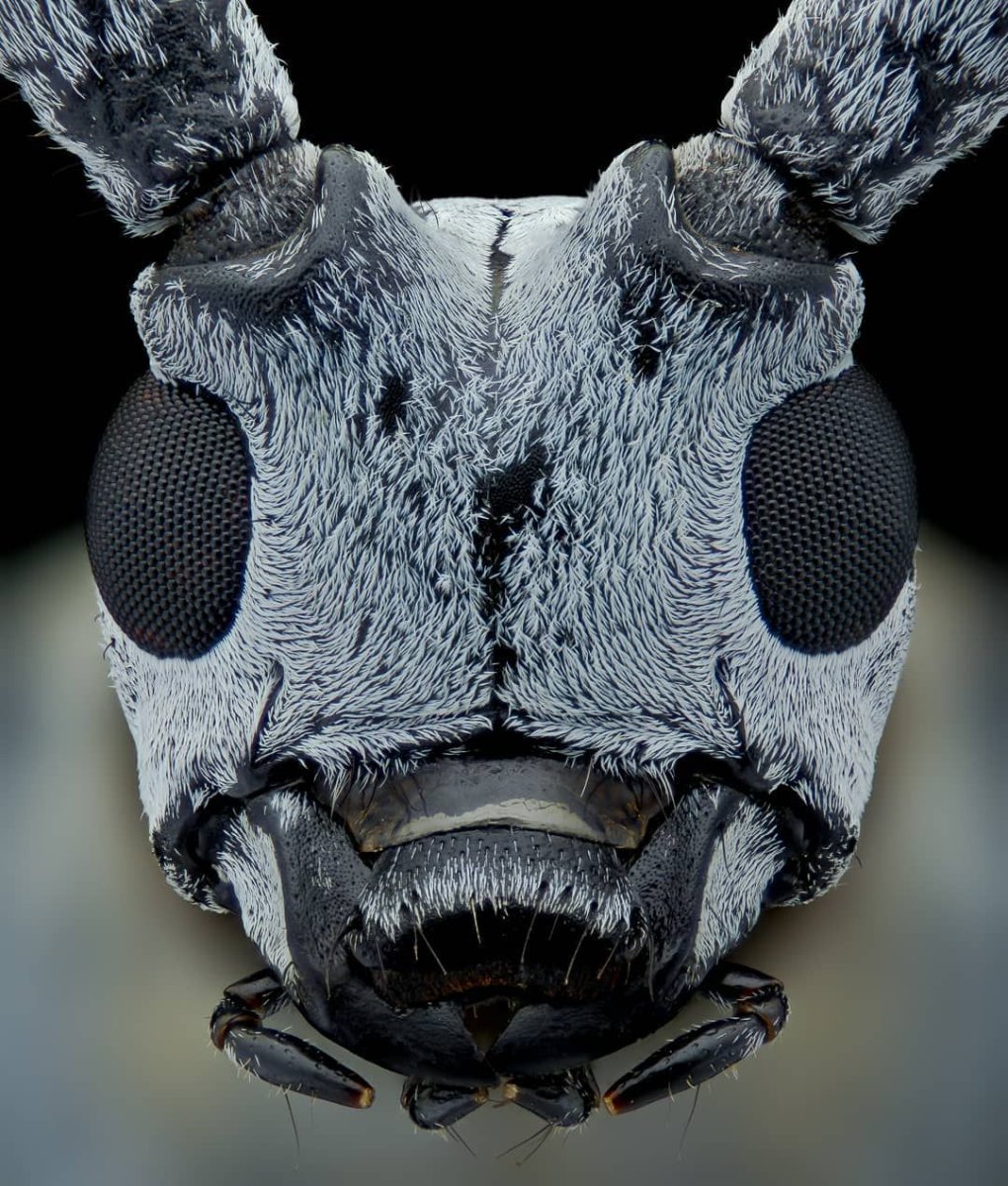 Морда кузнечика