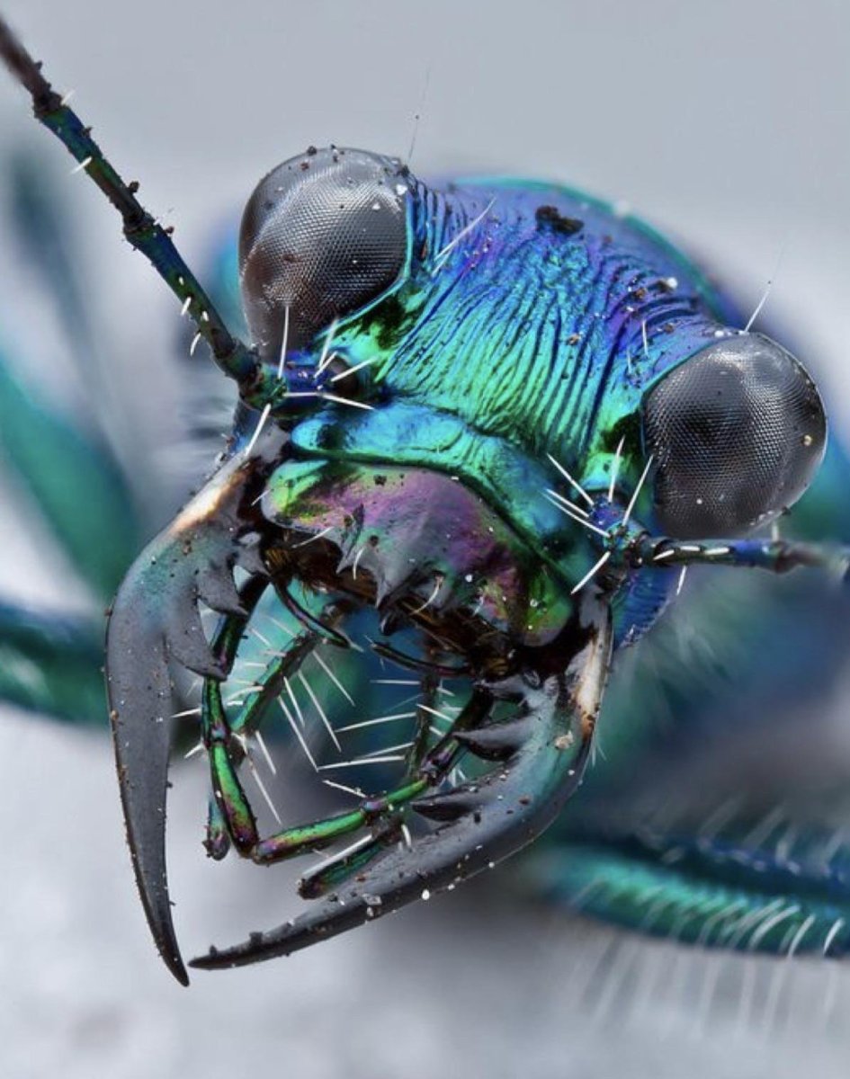 Морды насекомых