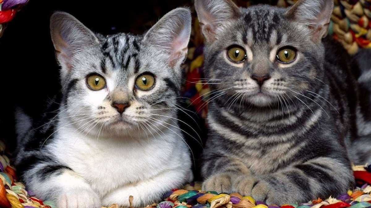 Коты в России