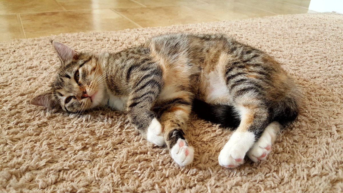 Кот селфи Мем