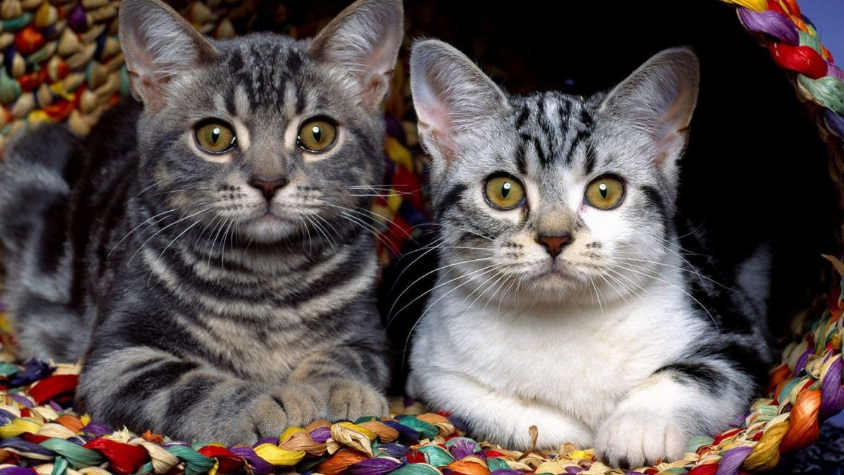 Колорадская порода кошки