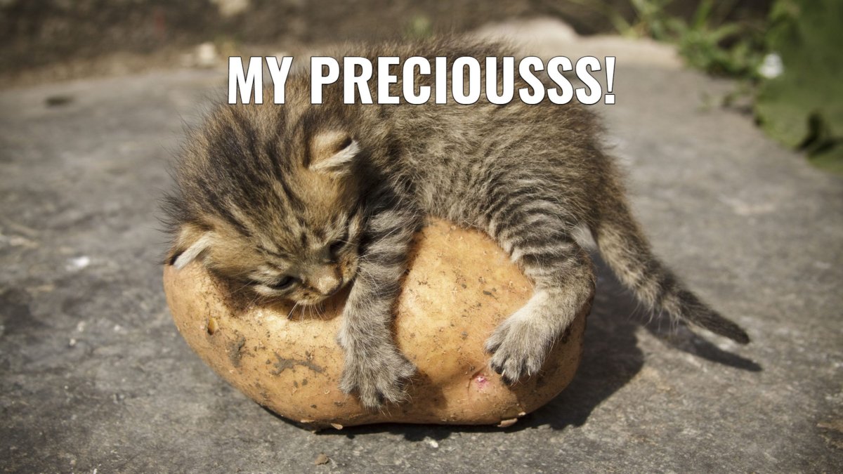 Кот на спине