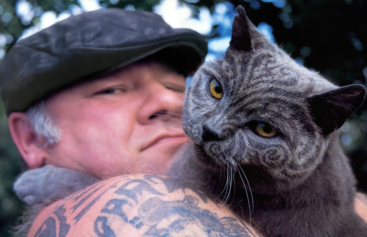 Шотландская вислоухая кошка