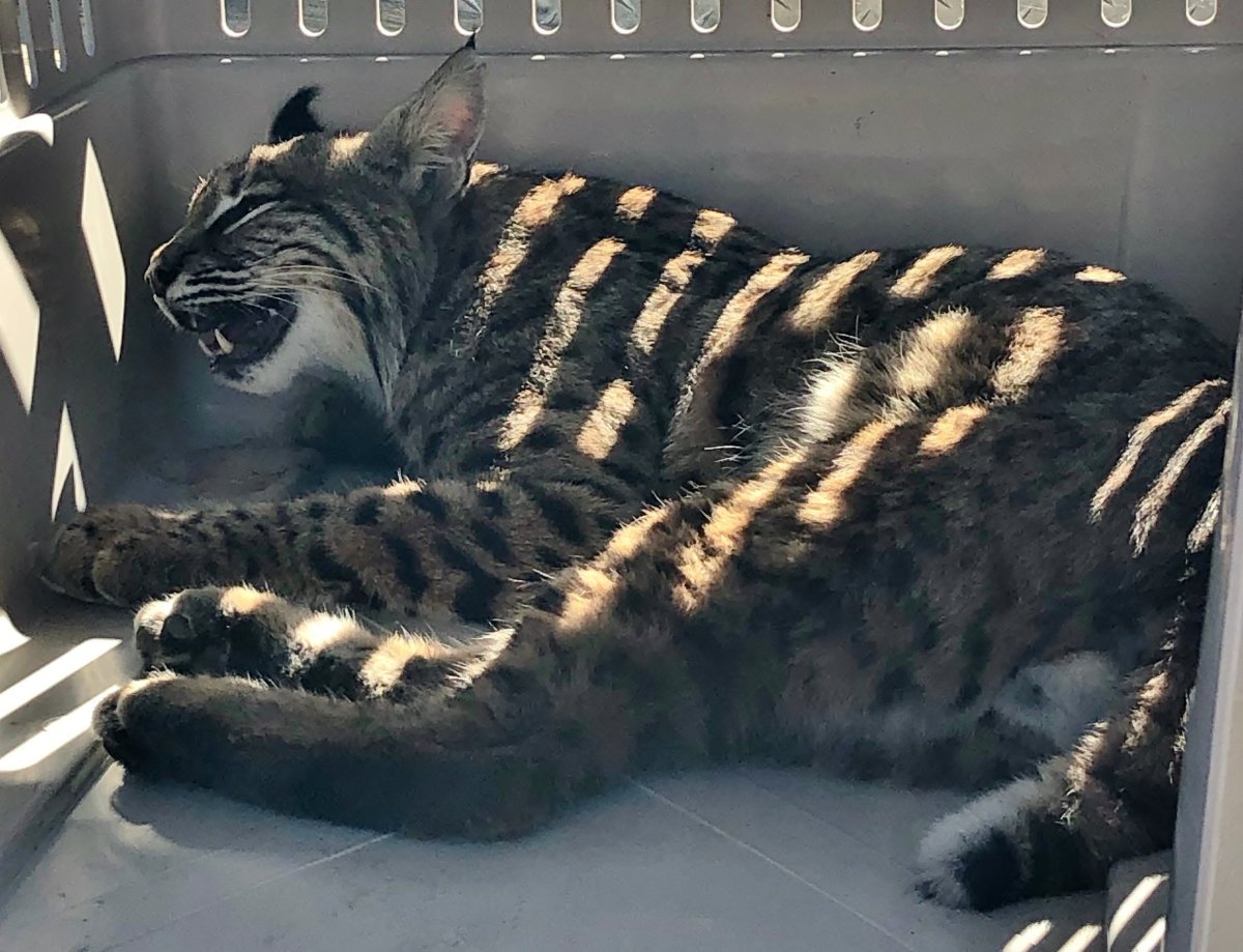 Мускулистый сфинкс