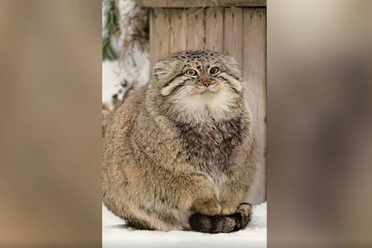 Котики без лапок