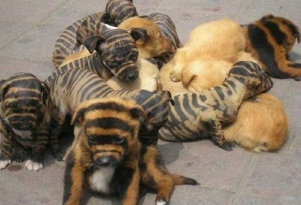 Семейство кошачьих представители