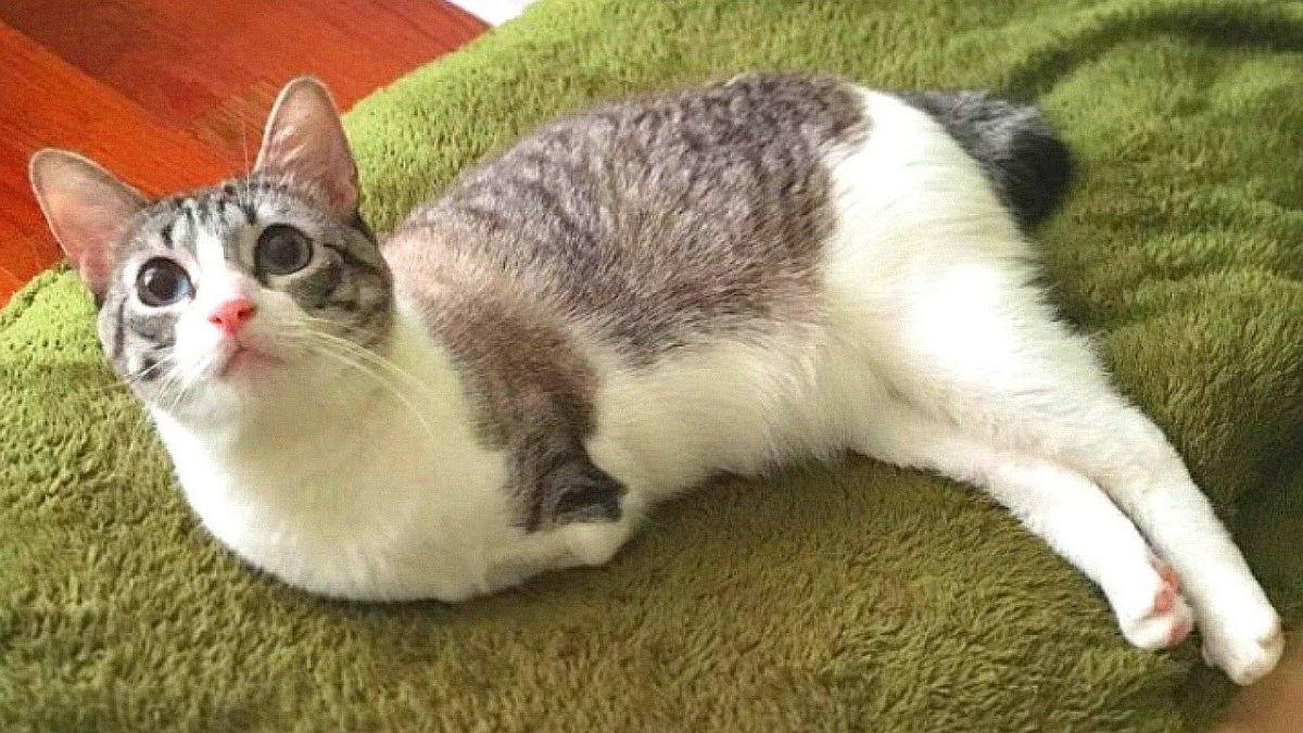 Коты с переплетенными хвостами