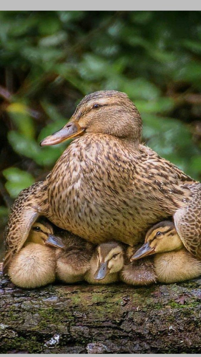 Котики обнимаются пикчи