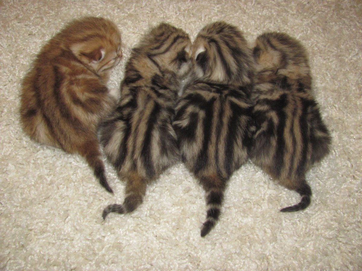 Кот похожий на бурундука