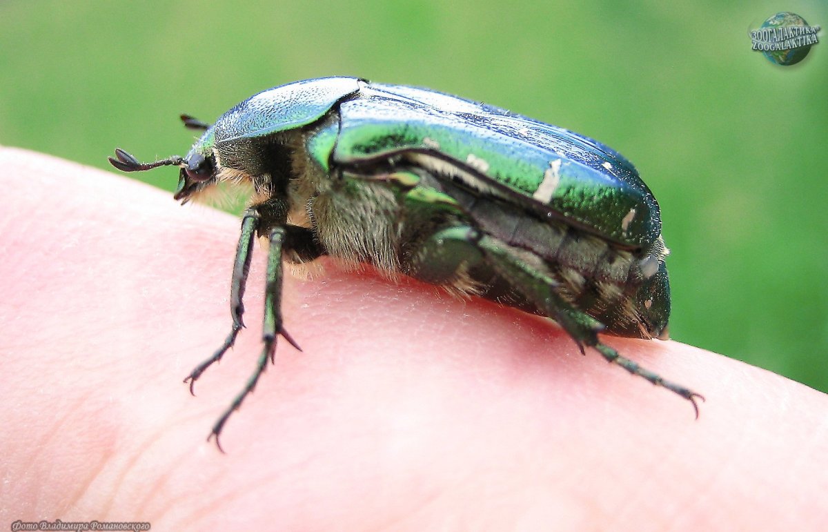 Жук бронзовка золотистая брюшко