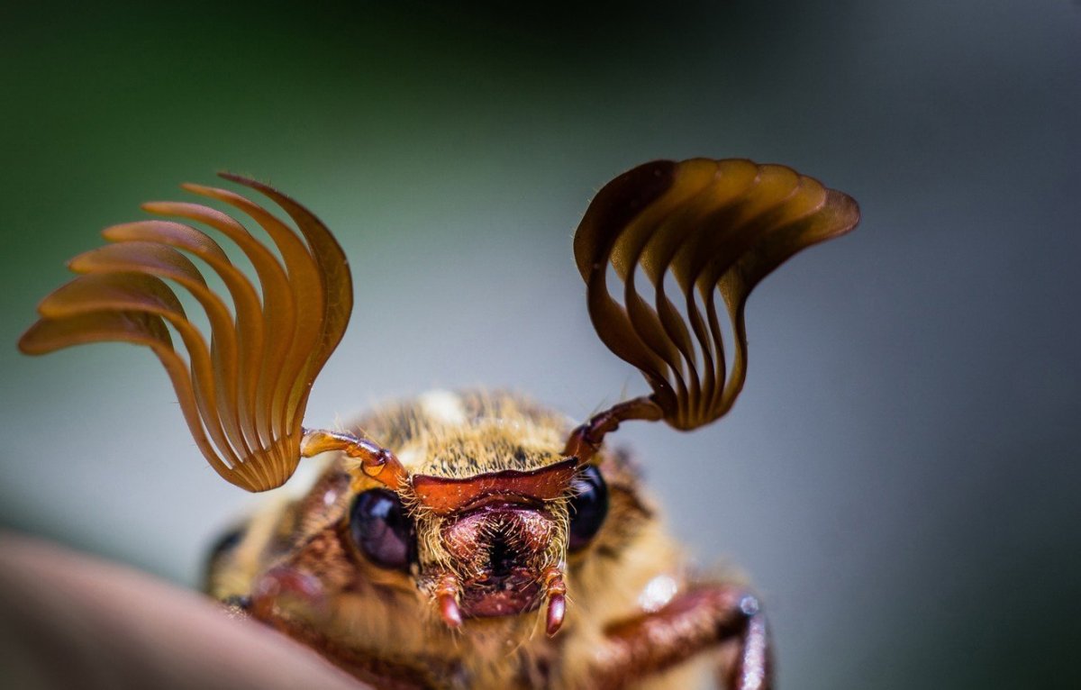 Майский Жук макрофото