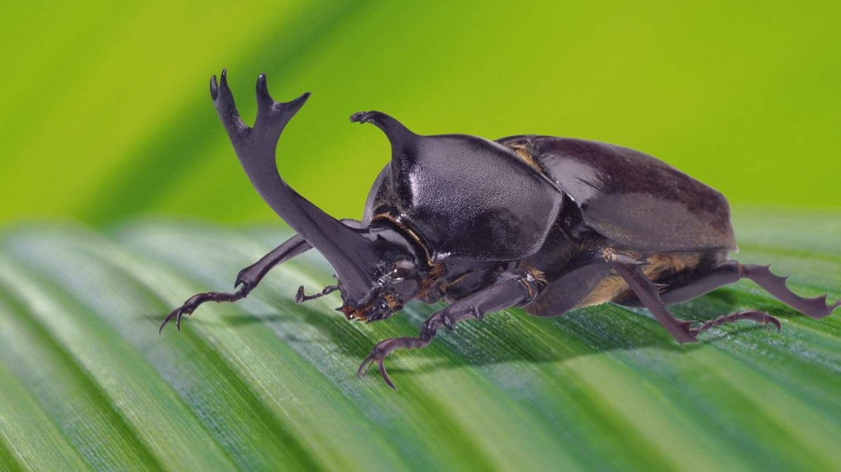 Рогатый Жук носорог