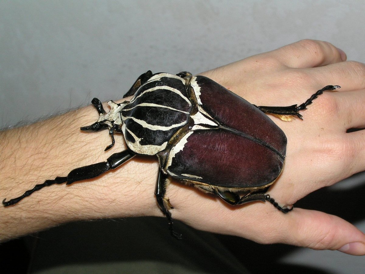 Жук-Голиаф Goliathus goliatus