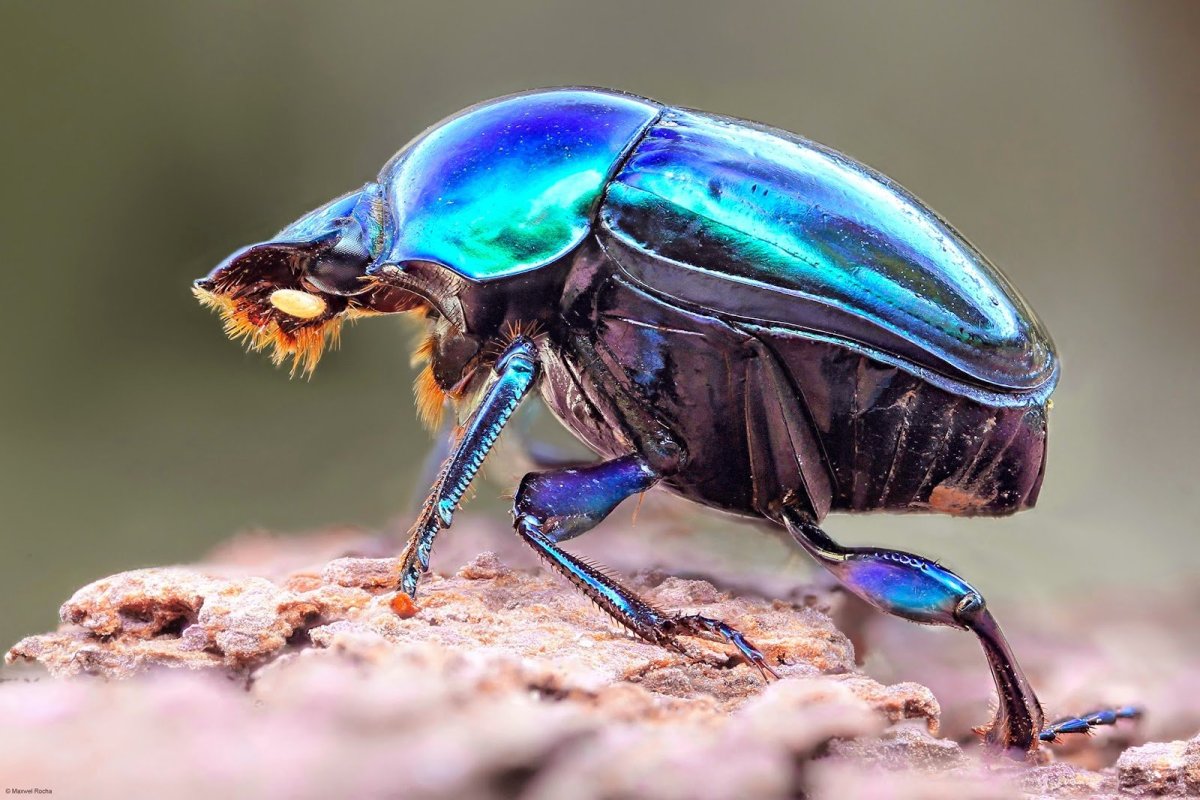 Скарабей и Майский Жук