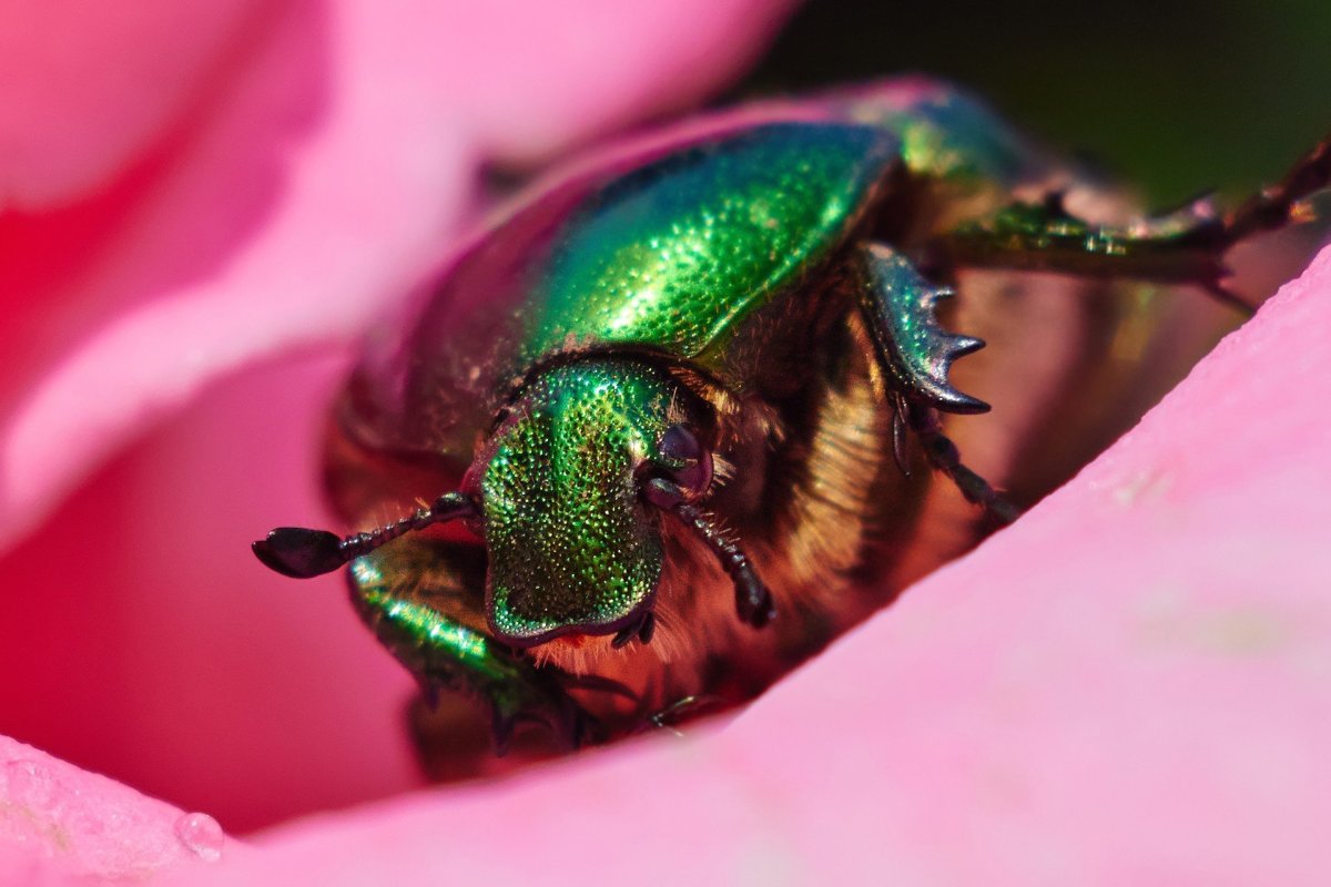 Июньский Жук бронзовка