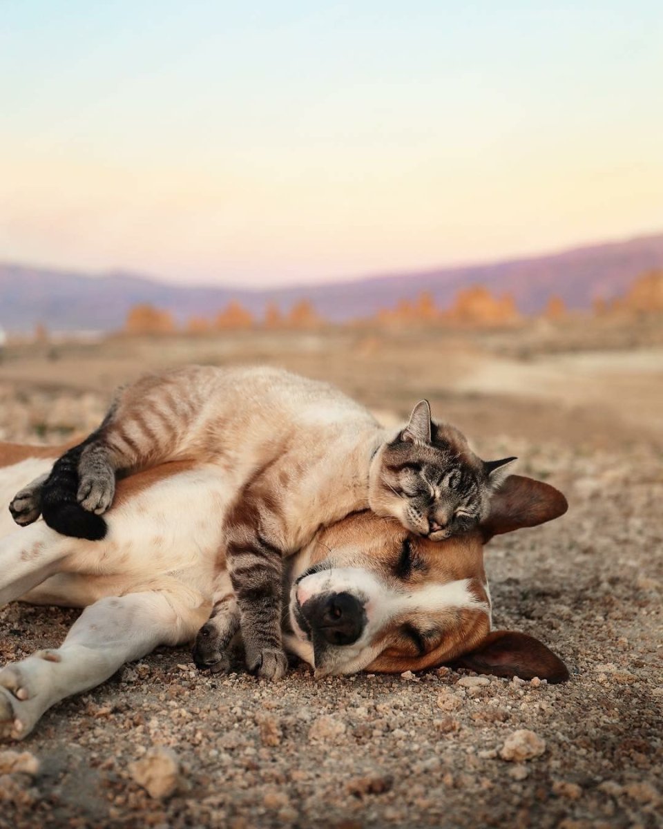 Селфи кота Мэнни