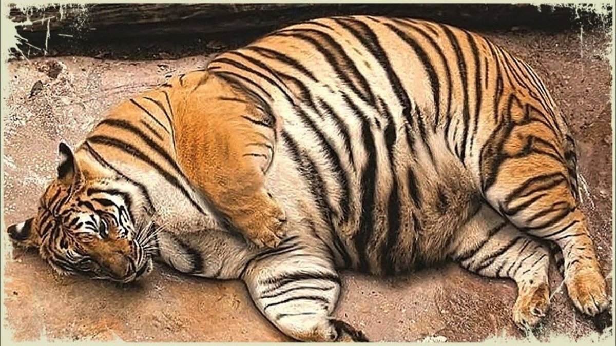 Кот ест картошку