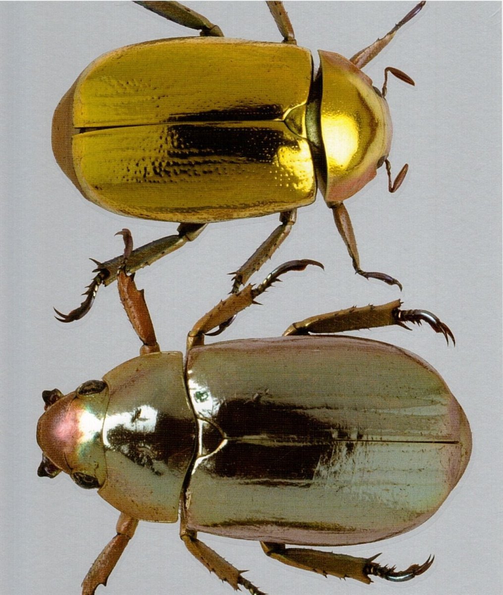 Стенограф Жук