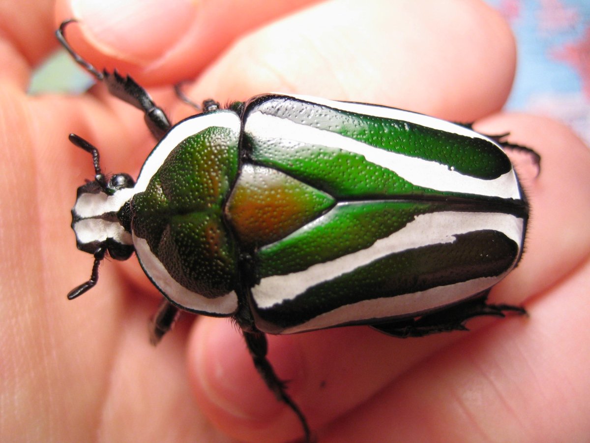 Жук бронзовка Голиаф