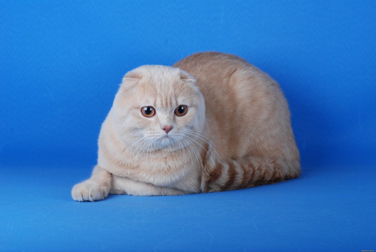 Шотландский вислоухий скоттиш фолд персиковый