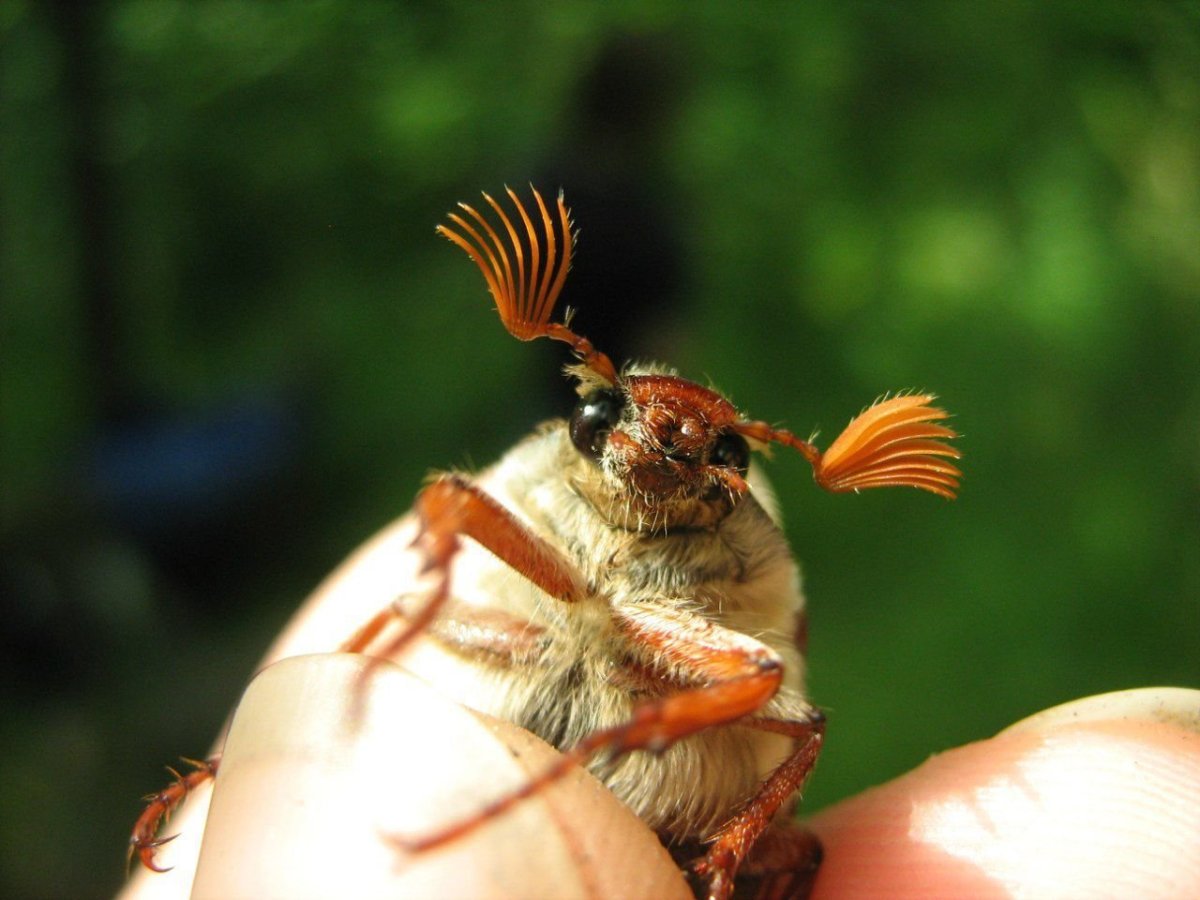 Шаранка Майский Жук куколка