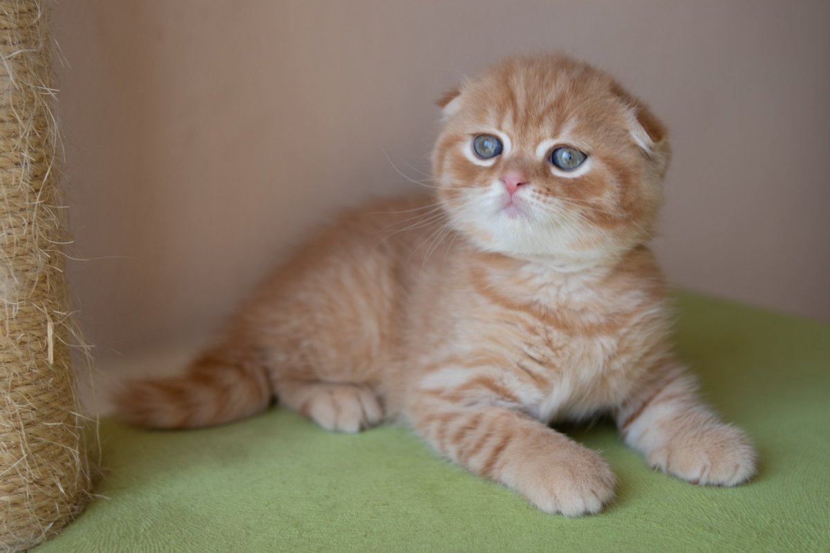 Скоттиш фолд персиковый