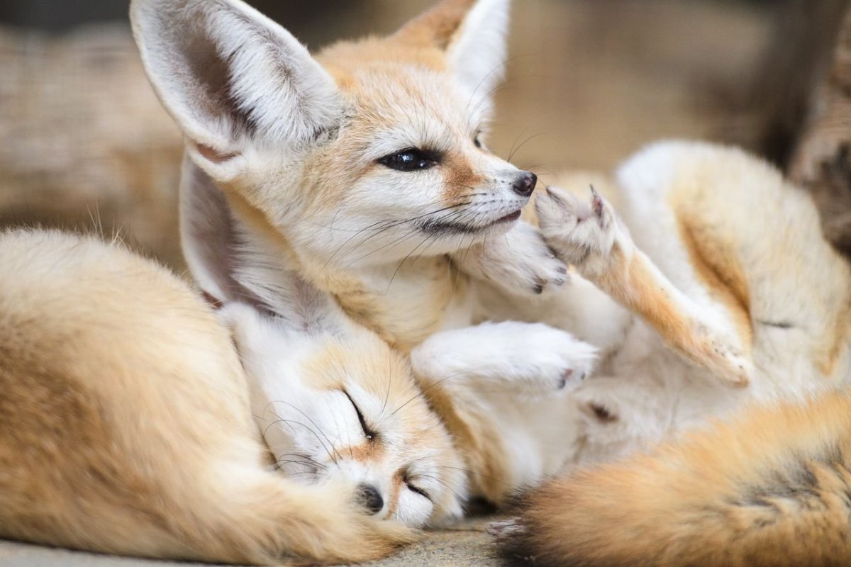 Лапки лисички фенек