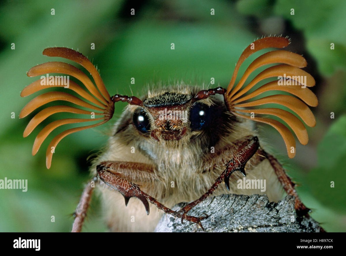 Майский Жук с усиками