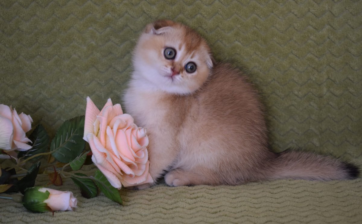 Вислоухие котята в новой Усмани