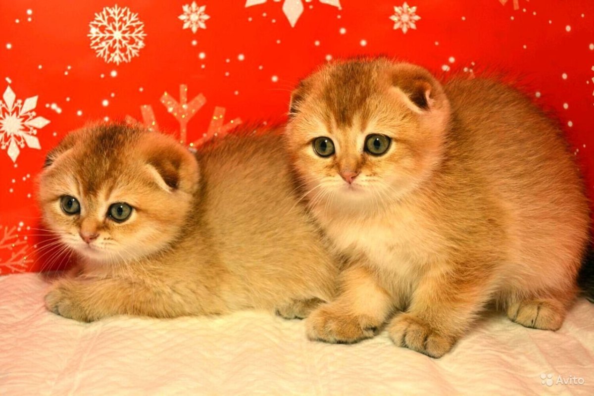 Шотландская вислоухая кошка рыжая