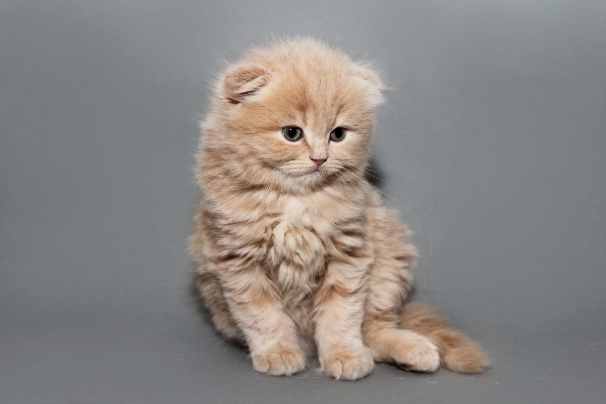 Персидская вислоухая кошка