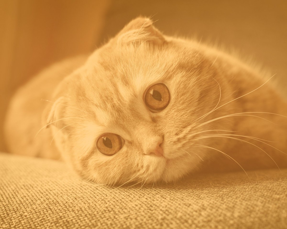 Скоттиш-фолд Шотландская вислоухая