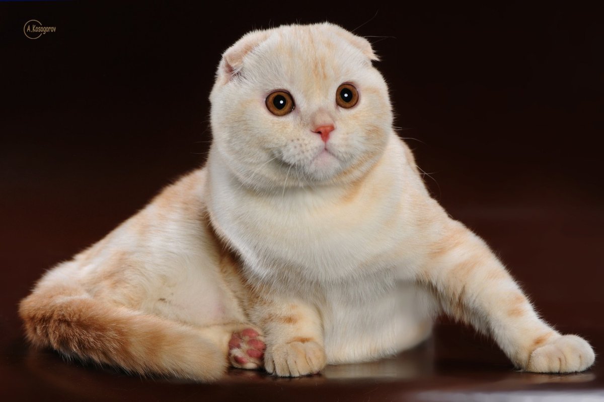 Шотландские котята прямоухие желтые